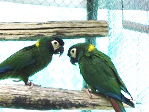 Guacamayo de collar amamrillo